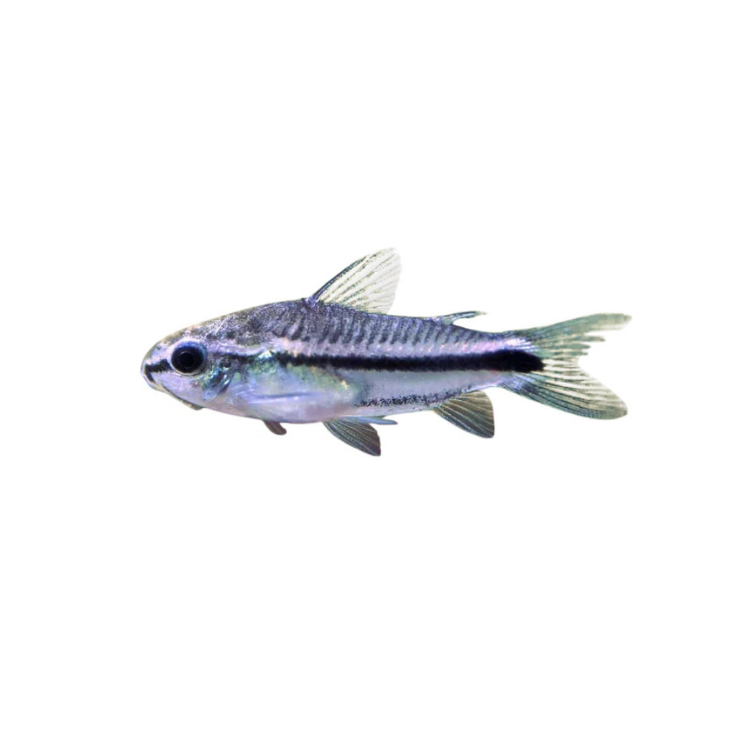 Pygmy Corydoras - 1.5cm (Gastrodermus pygmaeus) (Live Fish)