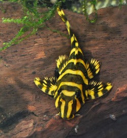 L134 Leopard Frog Pleco (3.5cm) - Local Bred