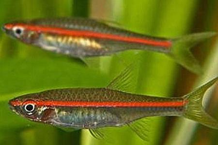 Red Line Rasbora (3cm)