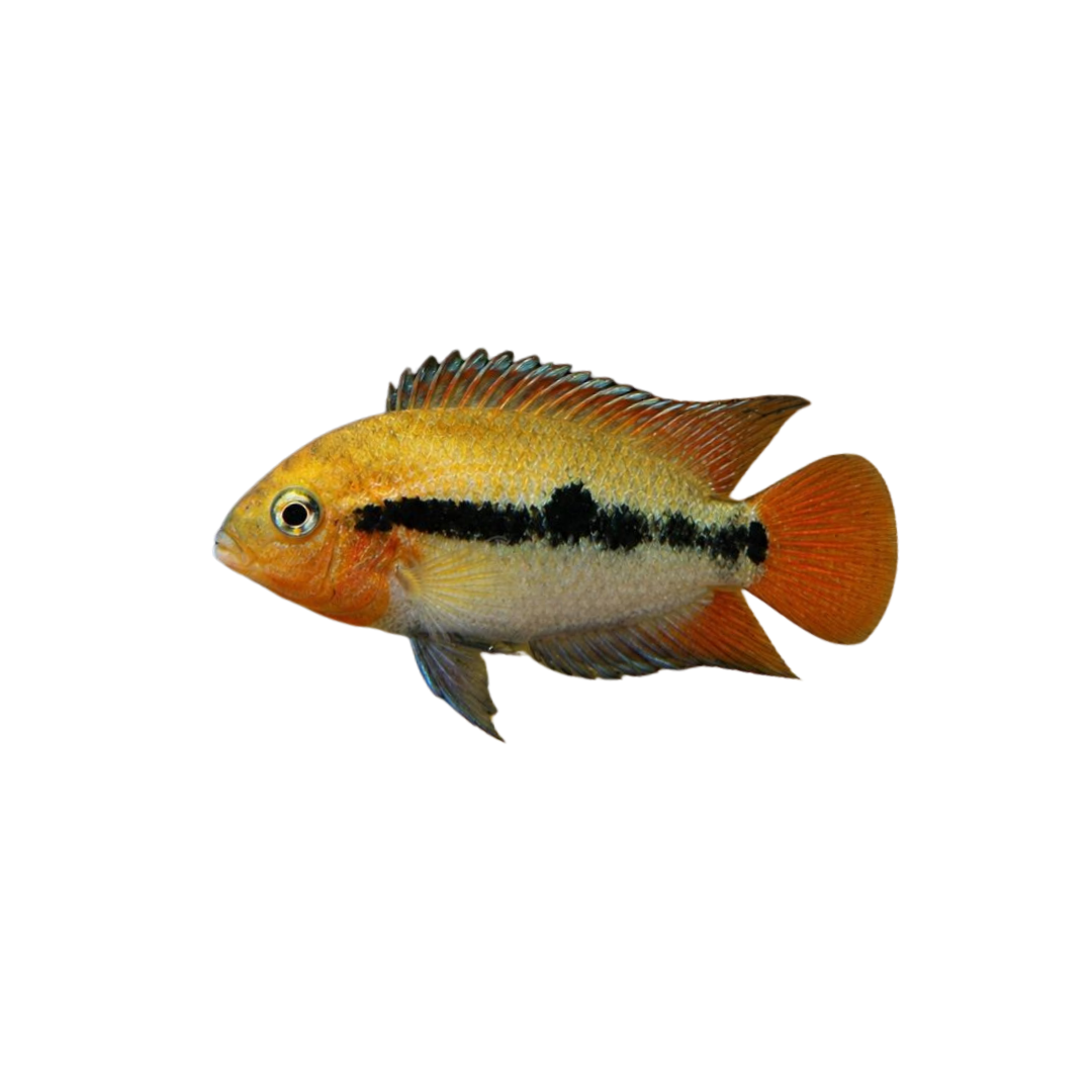 Rainbow Cichlid - 5.5cm (Herotilapia multispinosa) (Live Fish)