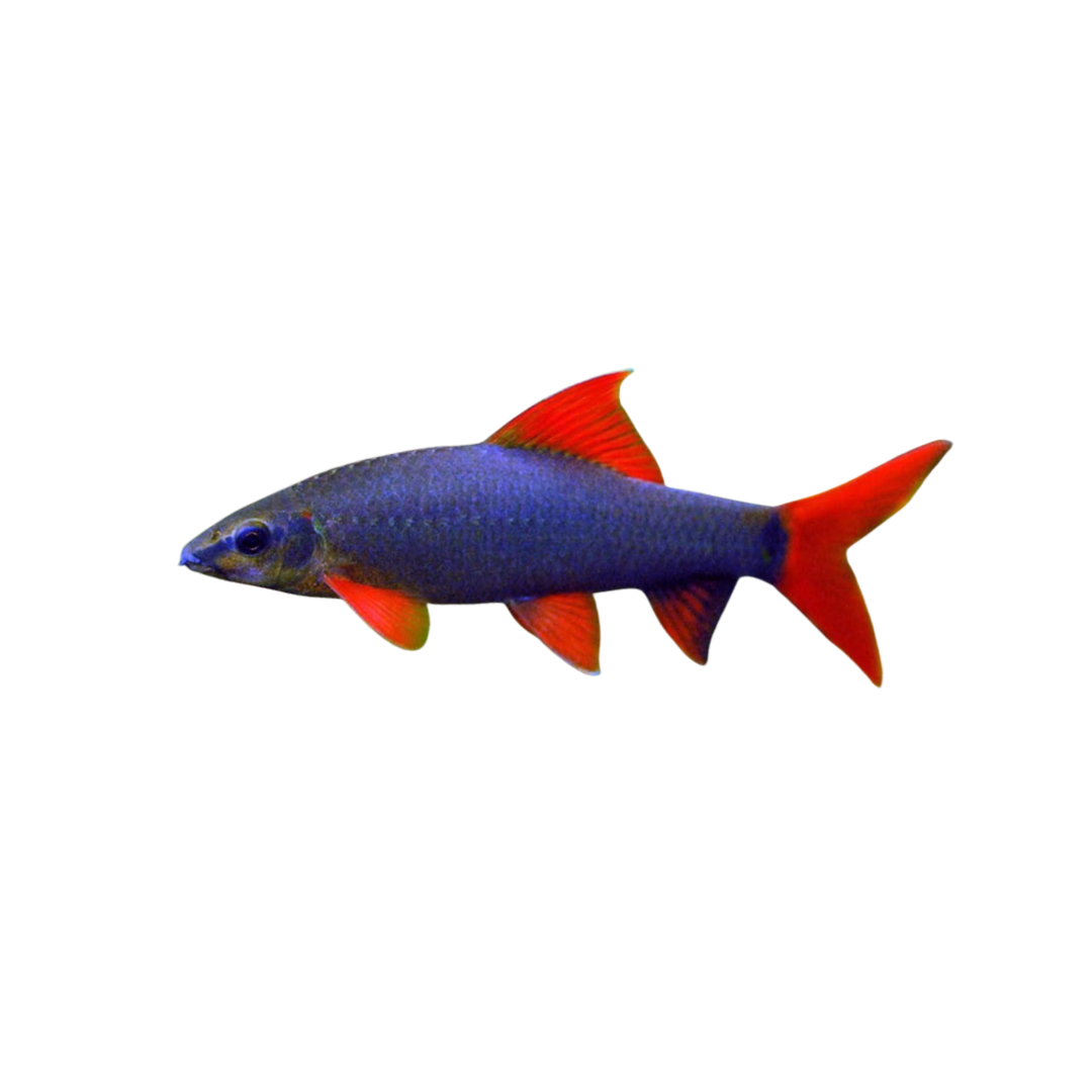 Rainbow Shark - 5cm (Epalzeorhynchos frenatum) (Live Fish)