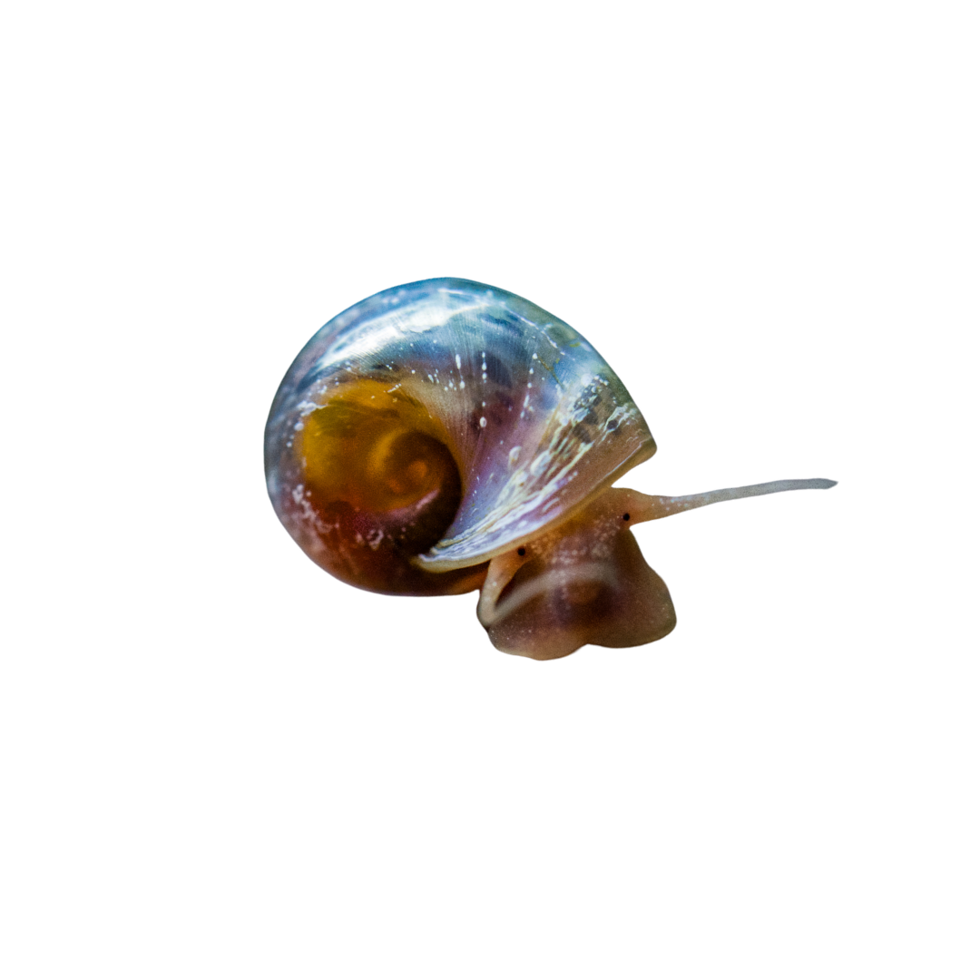 Ramshorn Snail - Assorted (Live Snail)