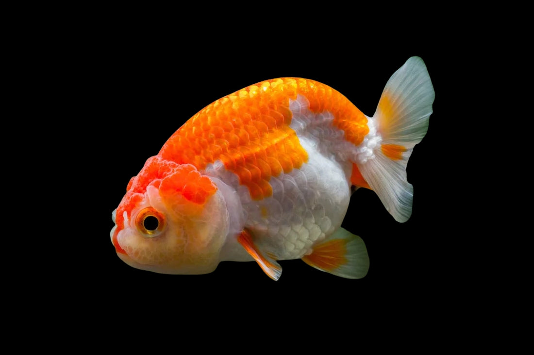 Ranchu Goldfish