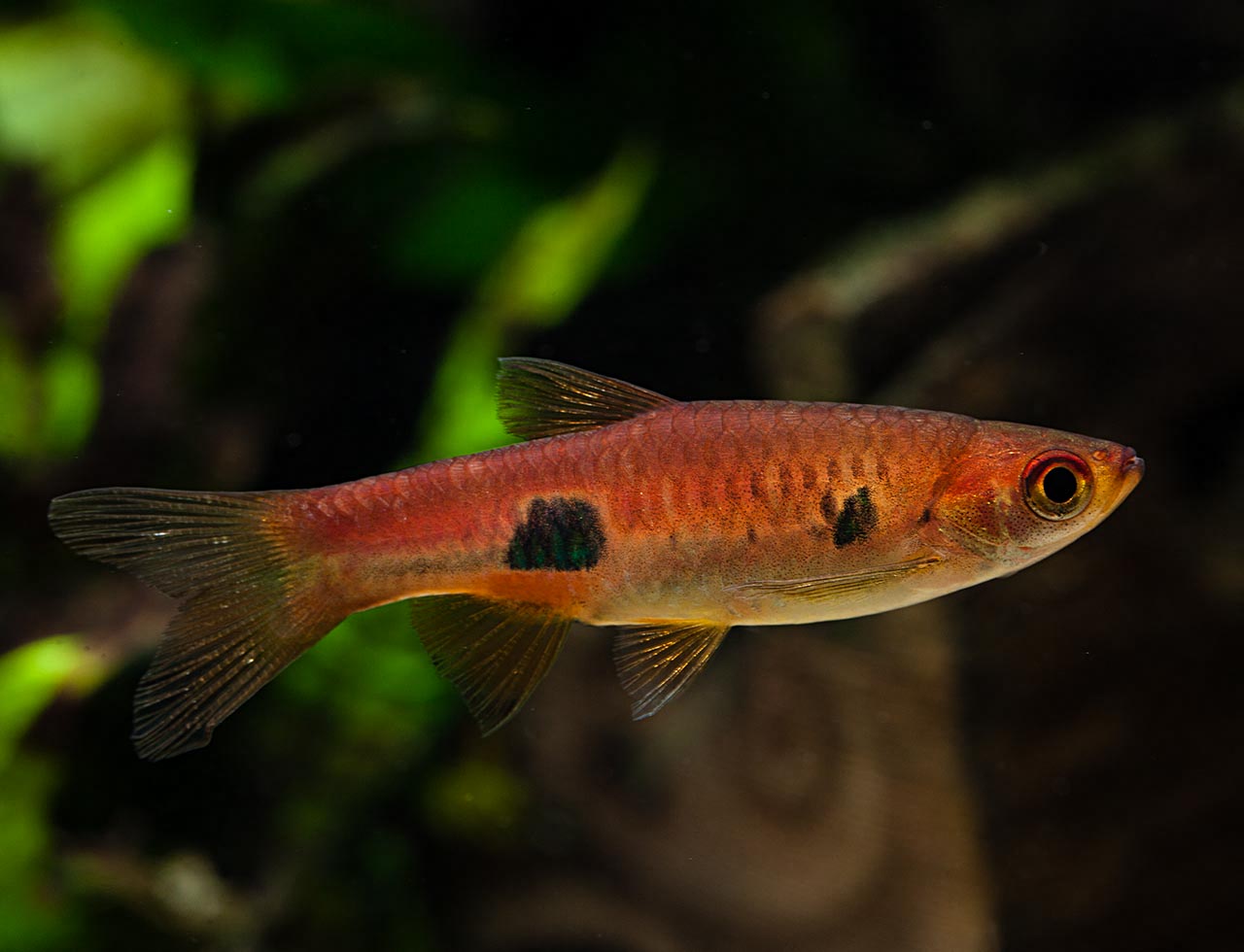 Clown Rasbora