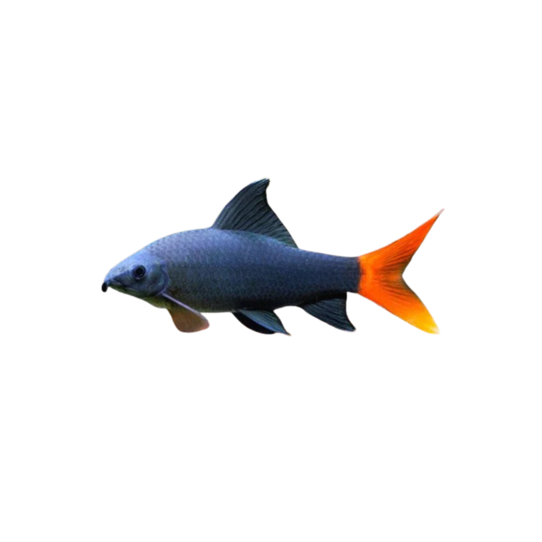 Red-Tail Shark - 5cm (Epalzeorhynchus bicolor) (Live Fish)