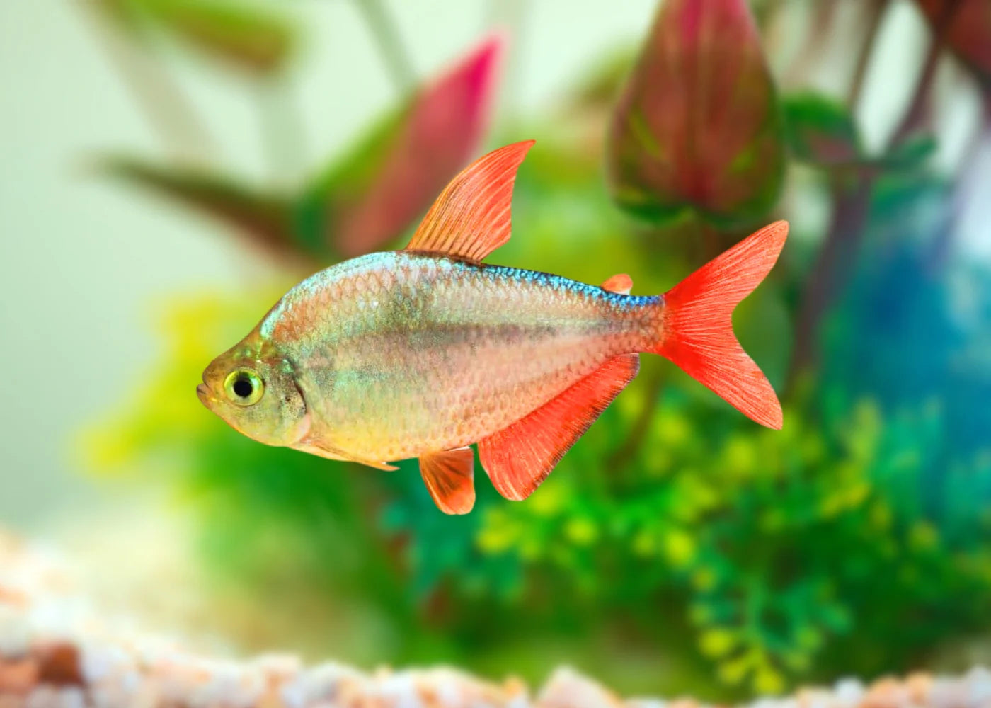 Red Blue Columbian Tetra (4-5cm)