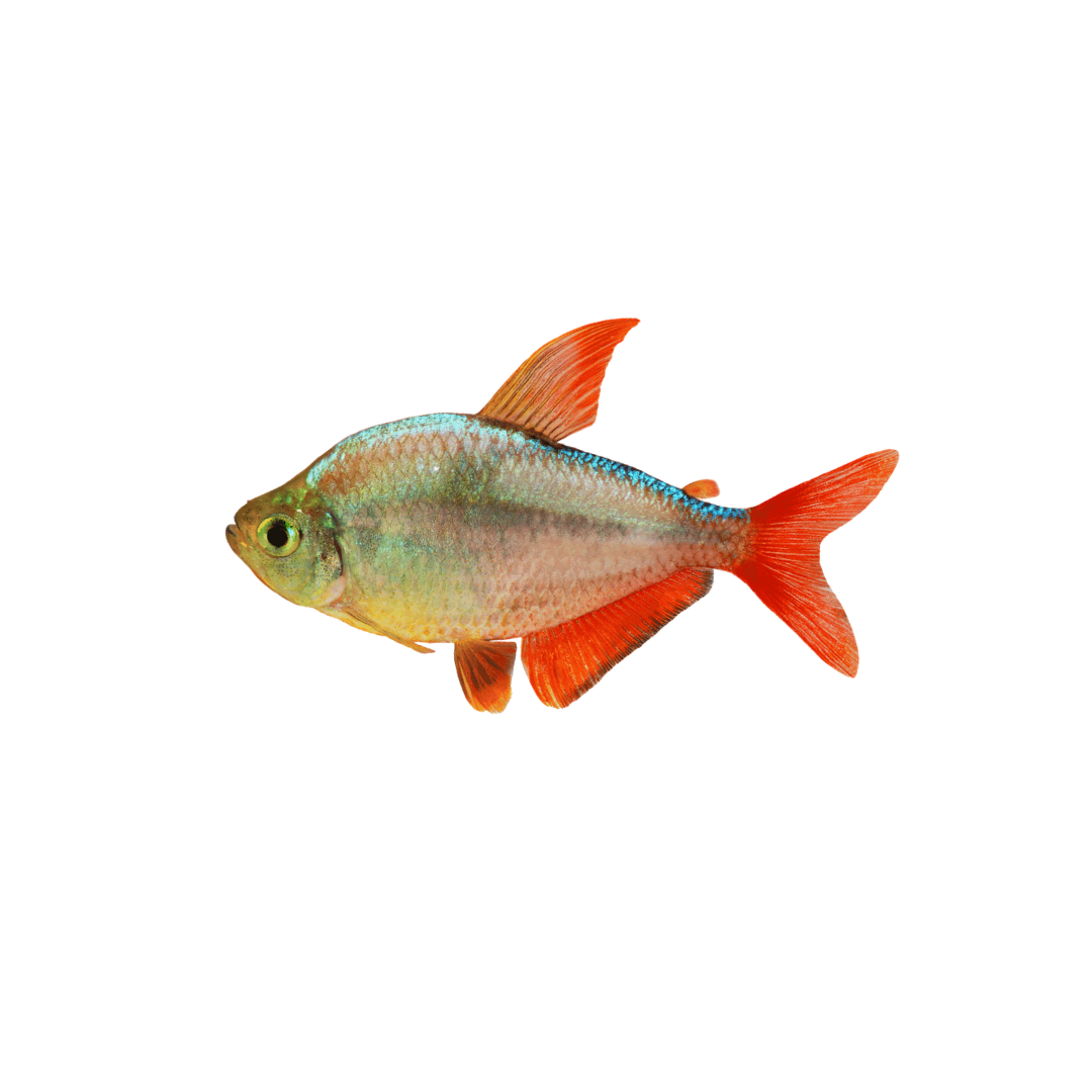 Red Blue Colombian Tetra - 3cm (Hyphessobrycon columbianus) (Live Fish)
