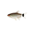 Red Eye Tetra