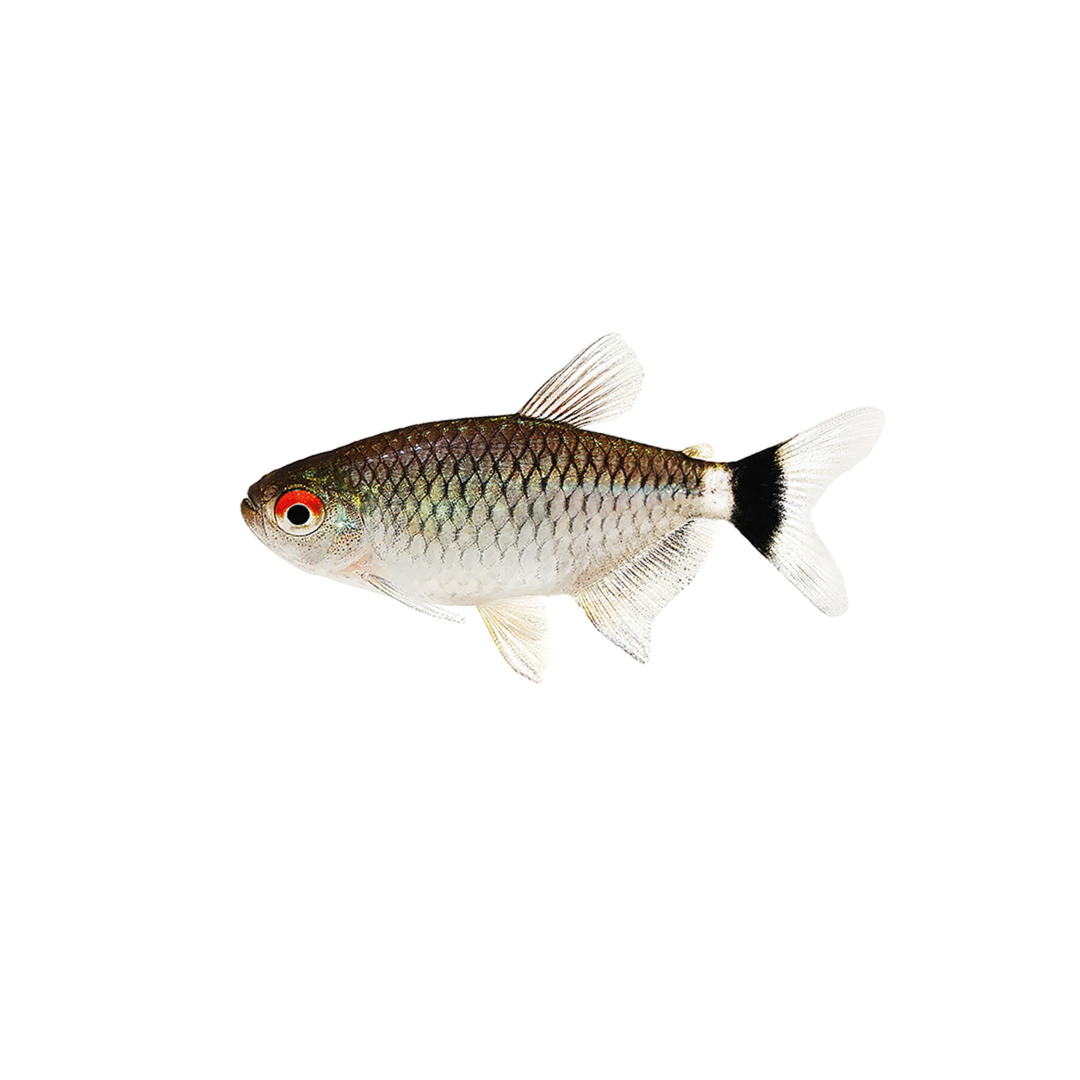 Red Eye Tetra