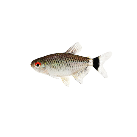 Red Eye Tetra