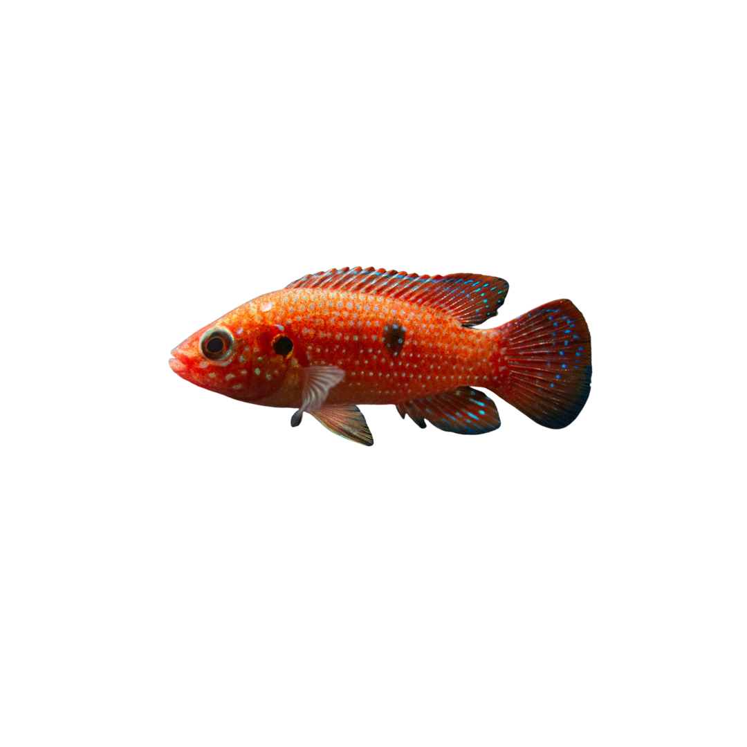 Red Forest Jewel Cichlid - 6cm (Hemichromis lifalili) (Live Fish)
