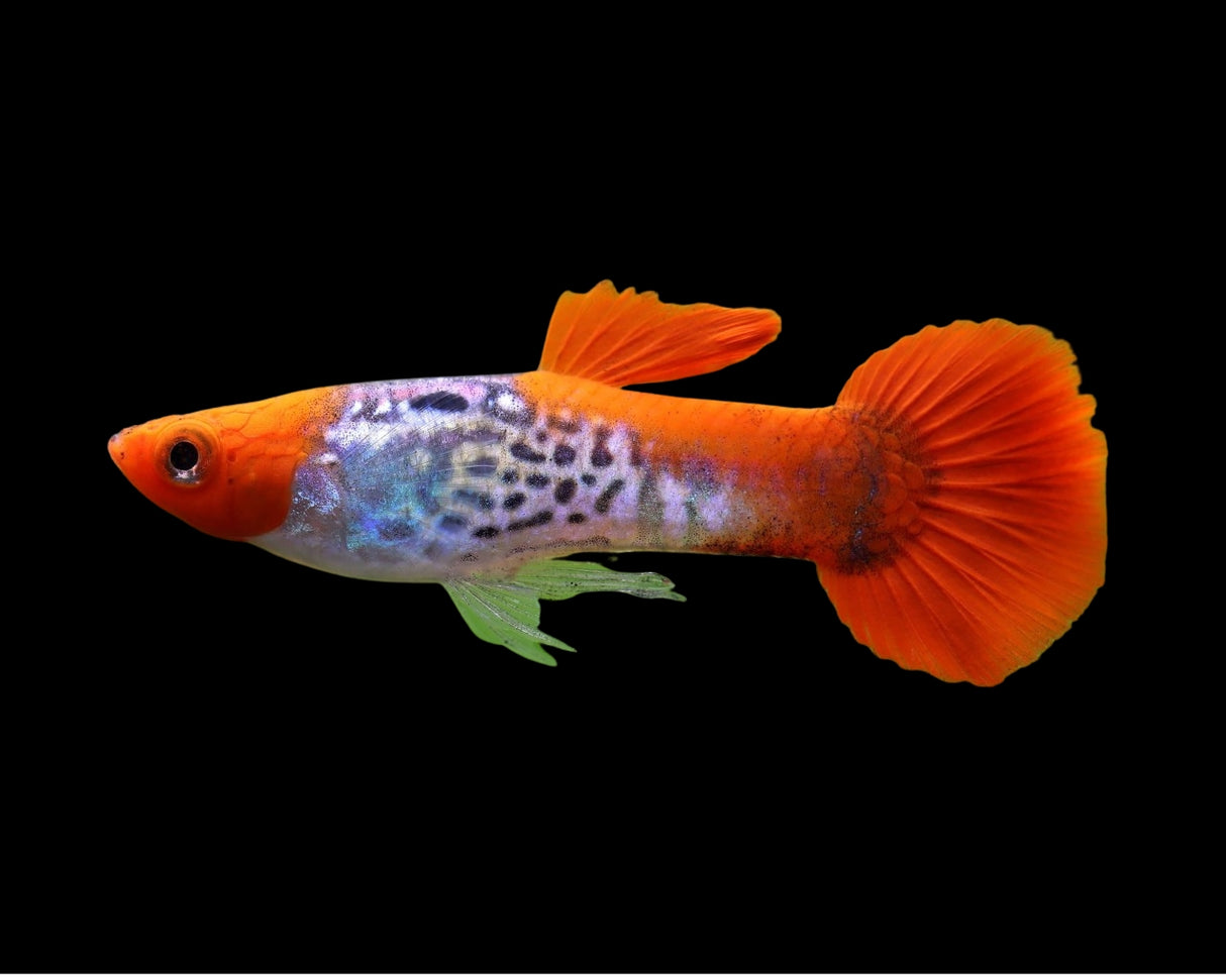 Red Koi Snakeskin Guppy