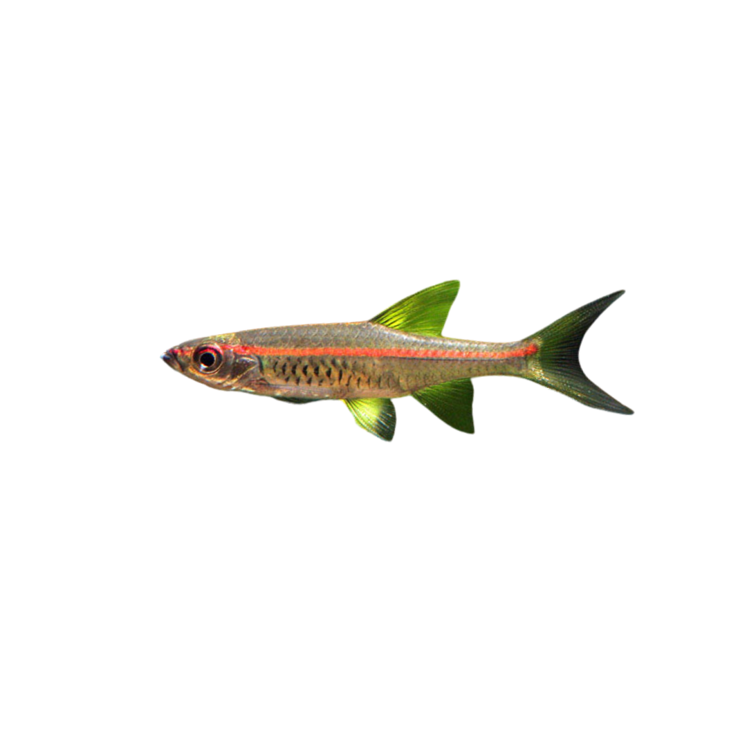 Red Line Rasbora - 3cm (Trigonopoma pauciperforatum) (Live Fish)