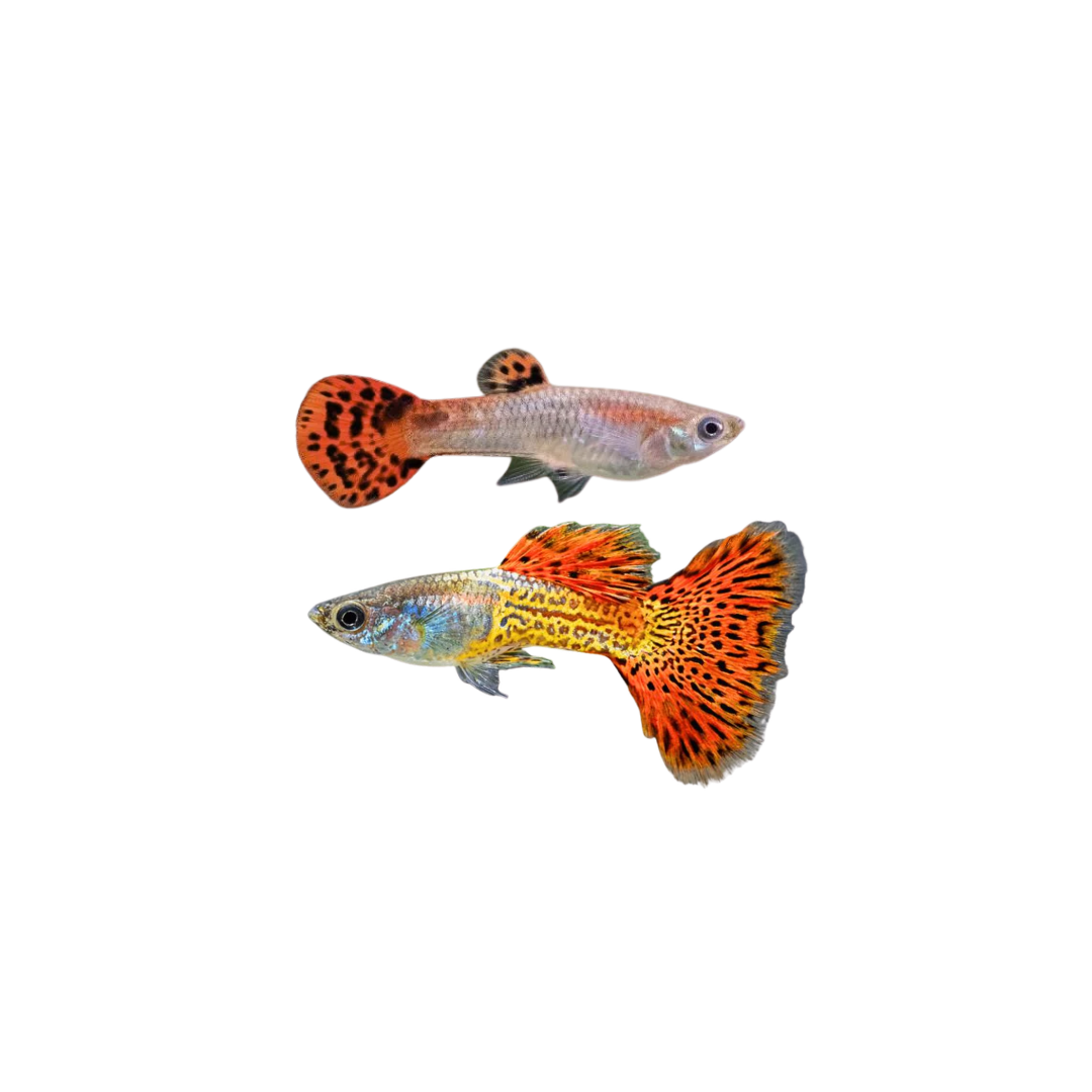 Red Metal Snakeskin Guppy PAIR - 3cm (Poecilia reticulata) (Live Fish)