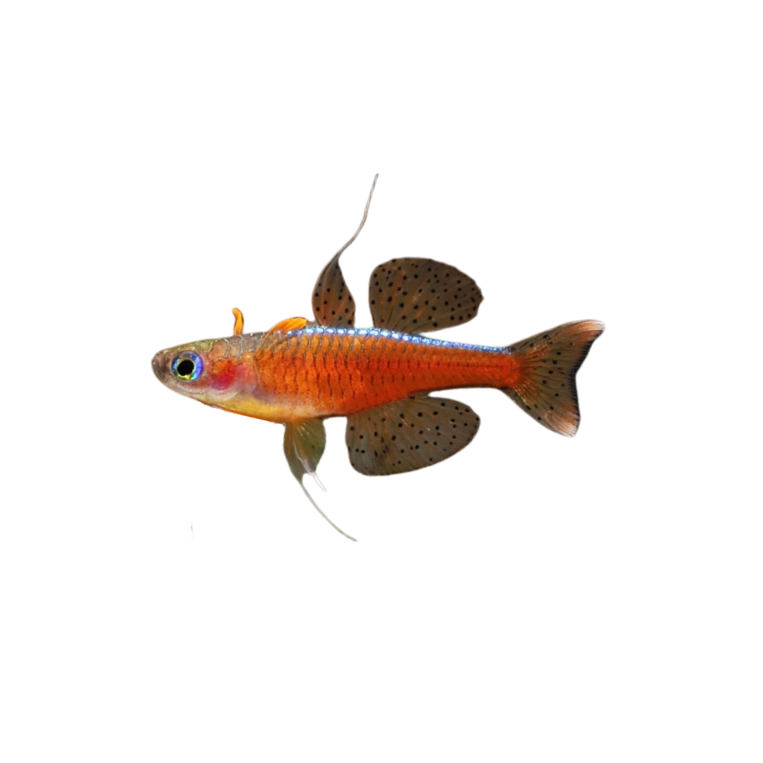 Red Neon Blue Eye - 2cm (Pseudomugil luminatus) (Live Fish)