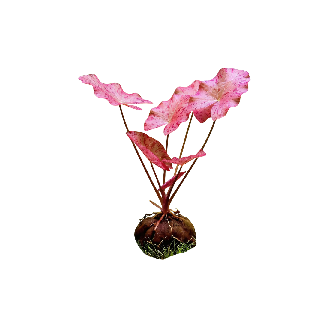 Red Tiger Lotus (Nymphaea zenkeri) (Live Plant)