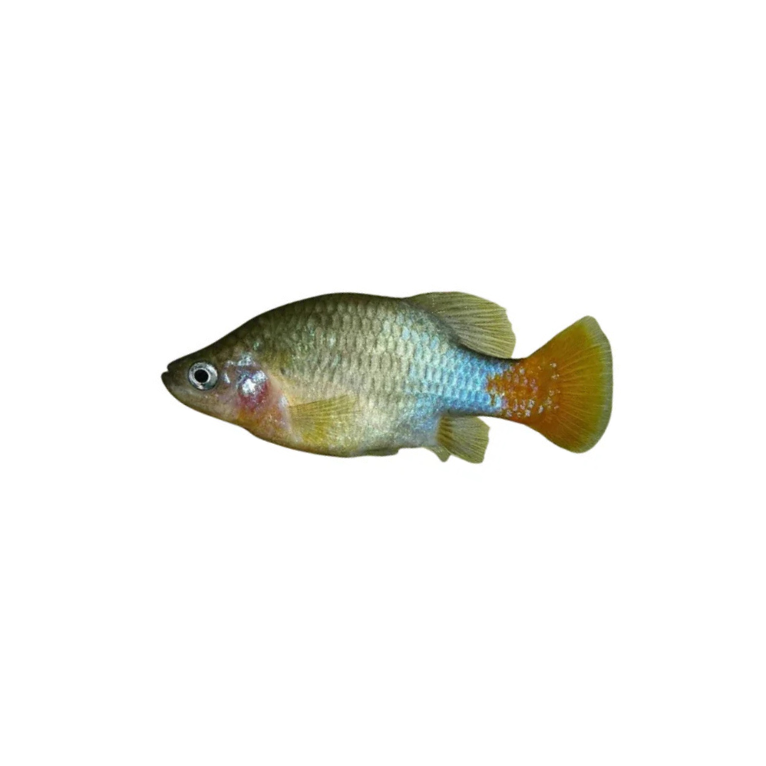 Redtail Splitfin Goodeid - 4cm Adult (Xenotoca eiseni) (Live Fish)