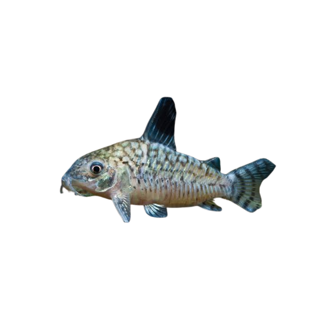 Reticulated Cory - 4cm (Brochis reticulata) (Live Fish)