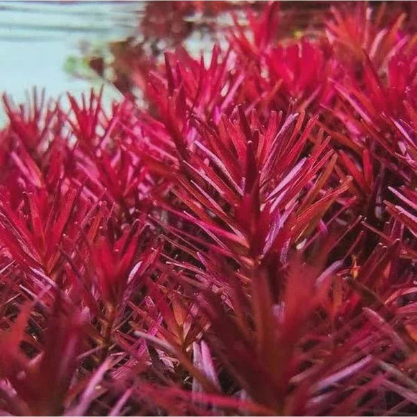 Rotala 'Blood Red' | 5cm Pot