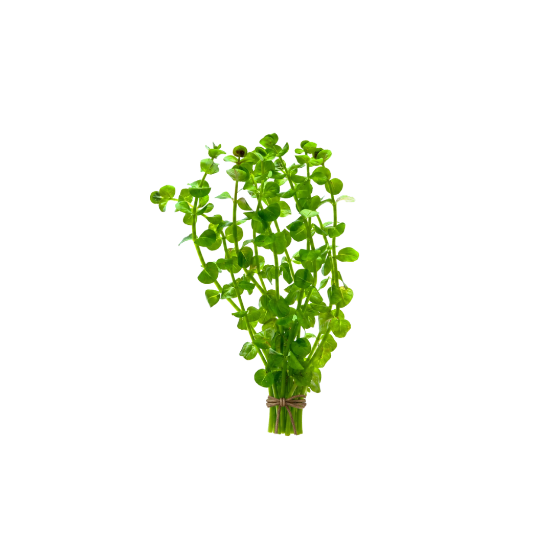 Rotala Rotundifolia - Bunch (Rotala rotundifolia) (Live Aquarium Plant)
