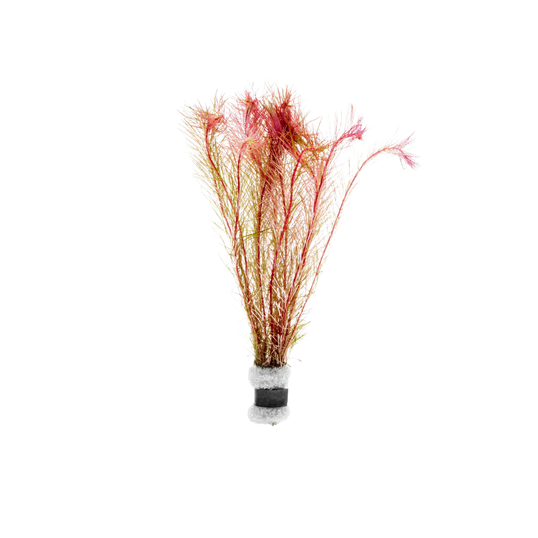 Rotala Wallichii - Bunch (Rotala wallichii) (Live Plant)