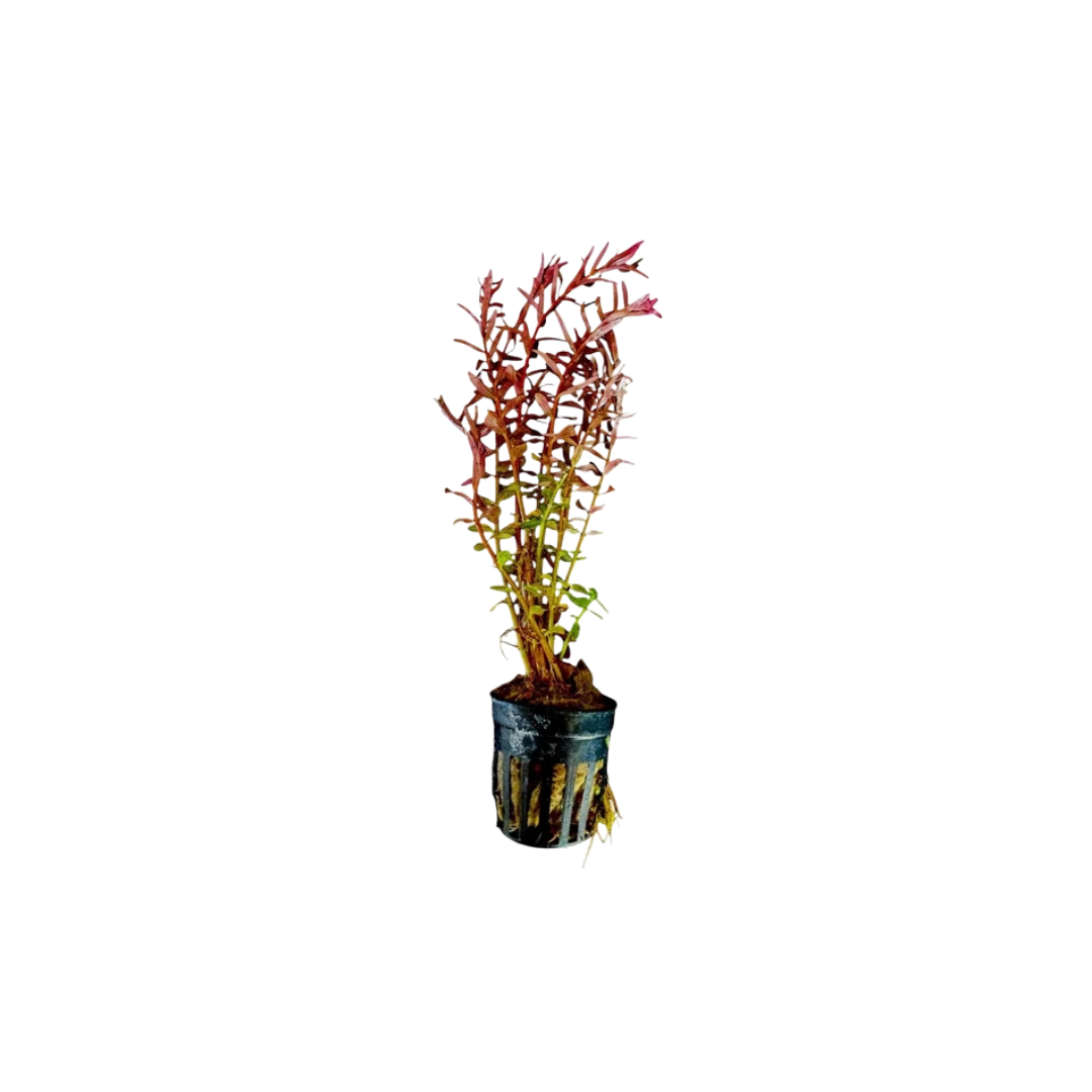 Rotala Bloodii (Rotala rotundifolia 'Blood Red') (Live Plant)