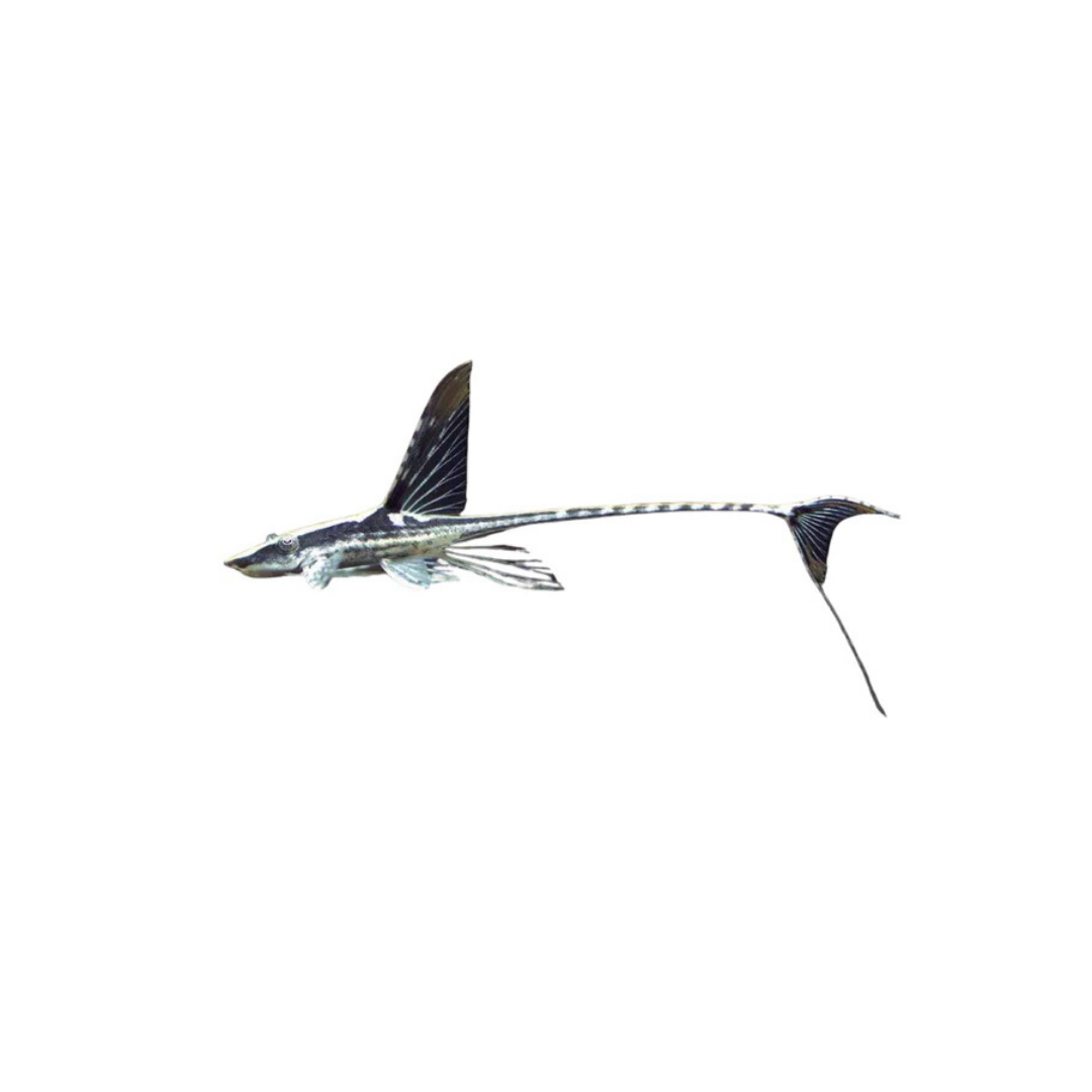 Royal Whiptail - 5-7cm (Sturisoma aureum) (Live Fish)