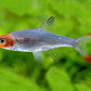 Burmese Rummynose Tetra