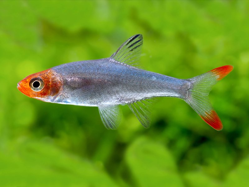 Burmese Rummynose Tetra