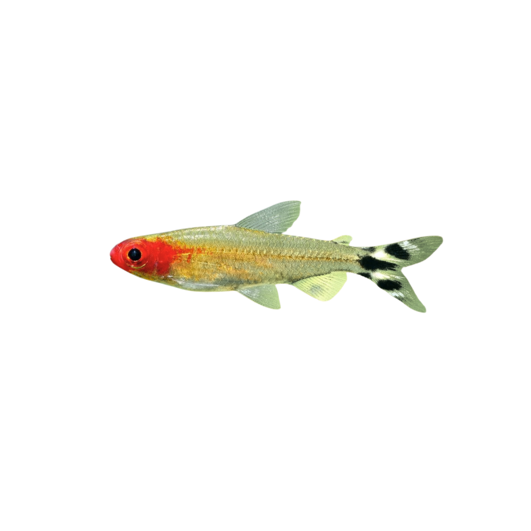 Rummynose Tetra - 3.5cm (Petitella rhodostoma) (Live Fish)