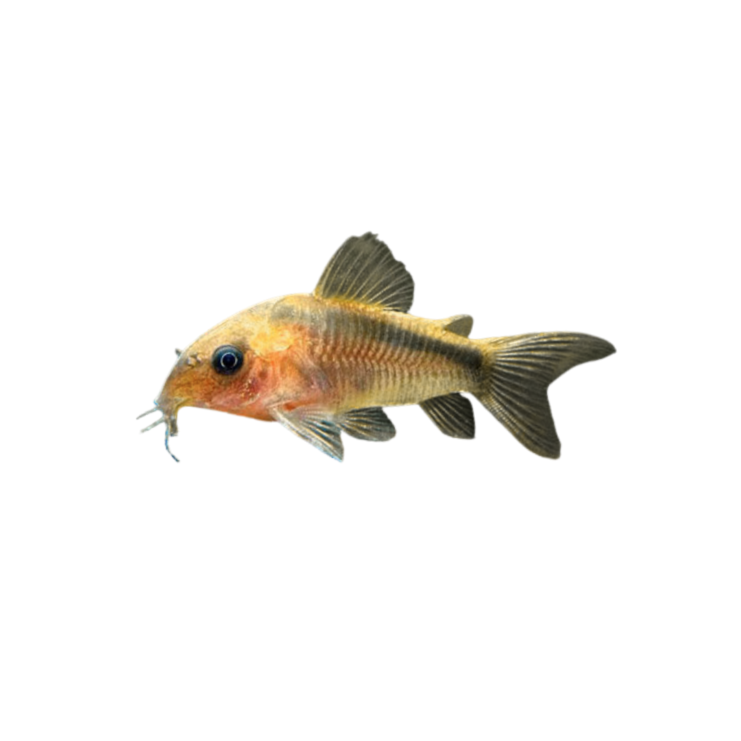 Rust Cory - 3cm (Corydoras rabauti) (Live Fish)