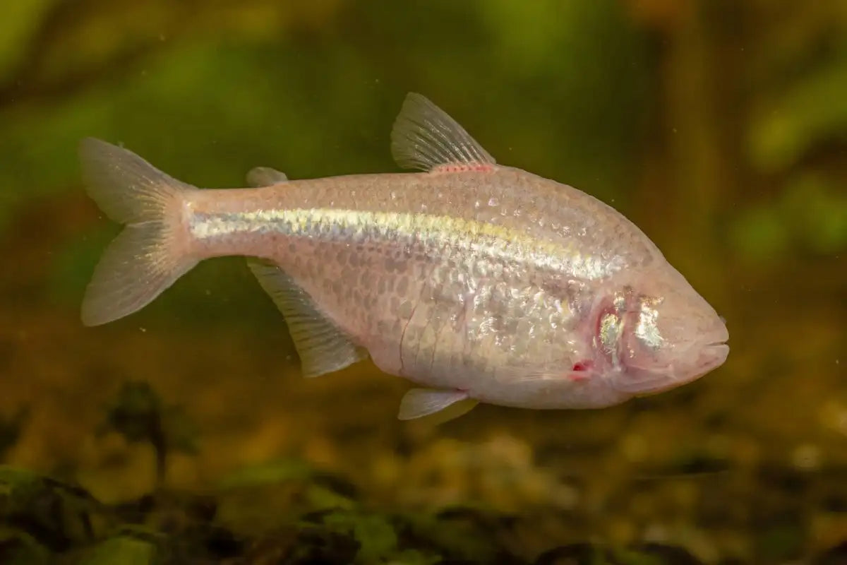 Blind Cave Tetra (3cm)