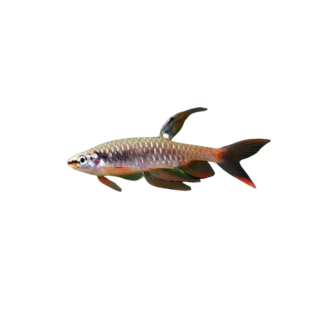 Splashing Tetra - 3–4cm (Copella arnoldi) (Live Fish)