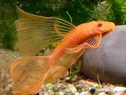 Longfin Super Red Bristlenose (4-5cm) - Local Bred