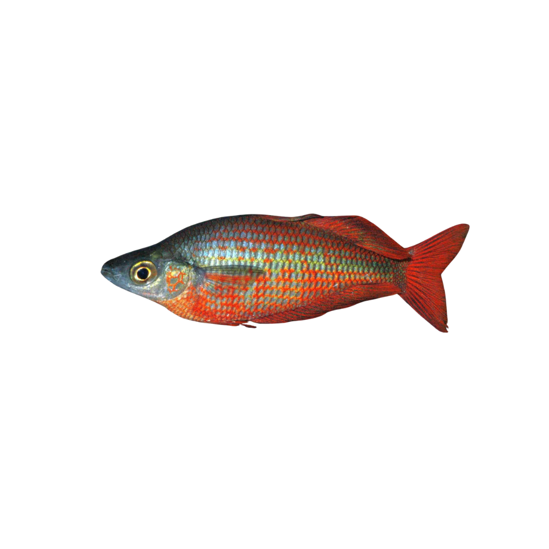Salmon Red Rainbowfish (Female) - 7cm (Glossolepis incisus) (Live Fish)