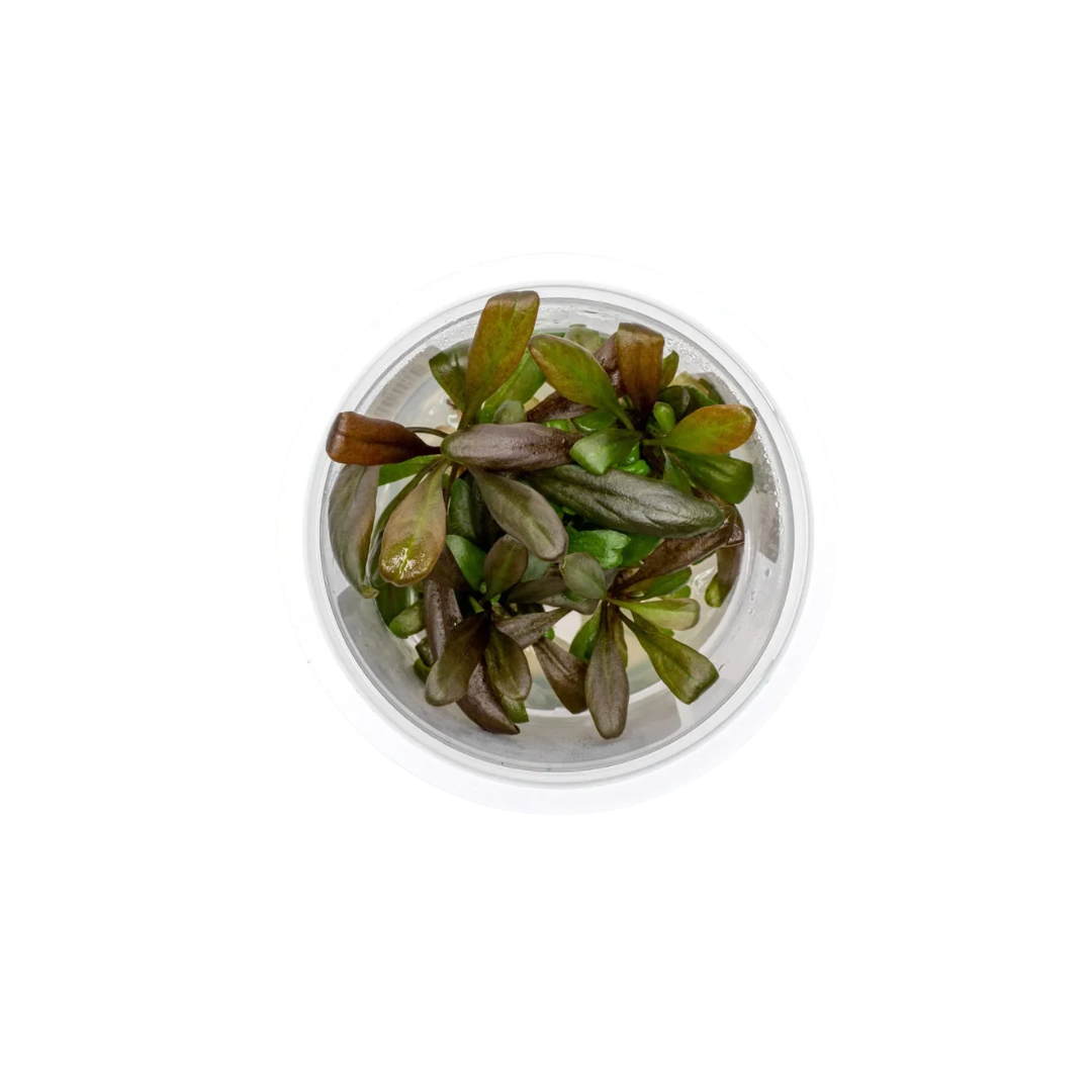Samolus Parviflorus 'Red' (Live Plant)