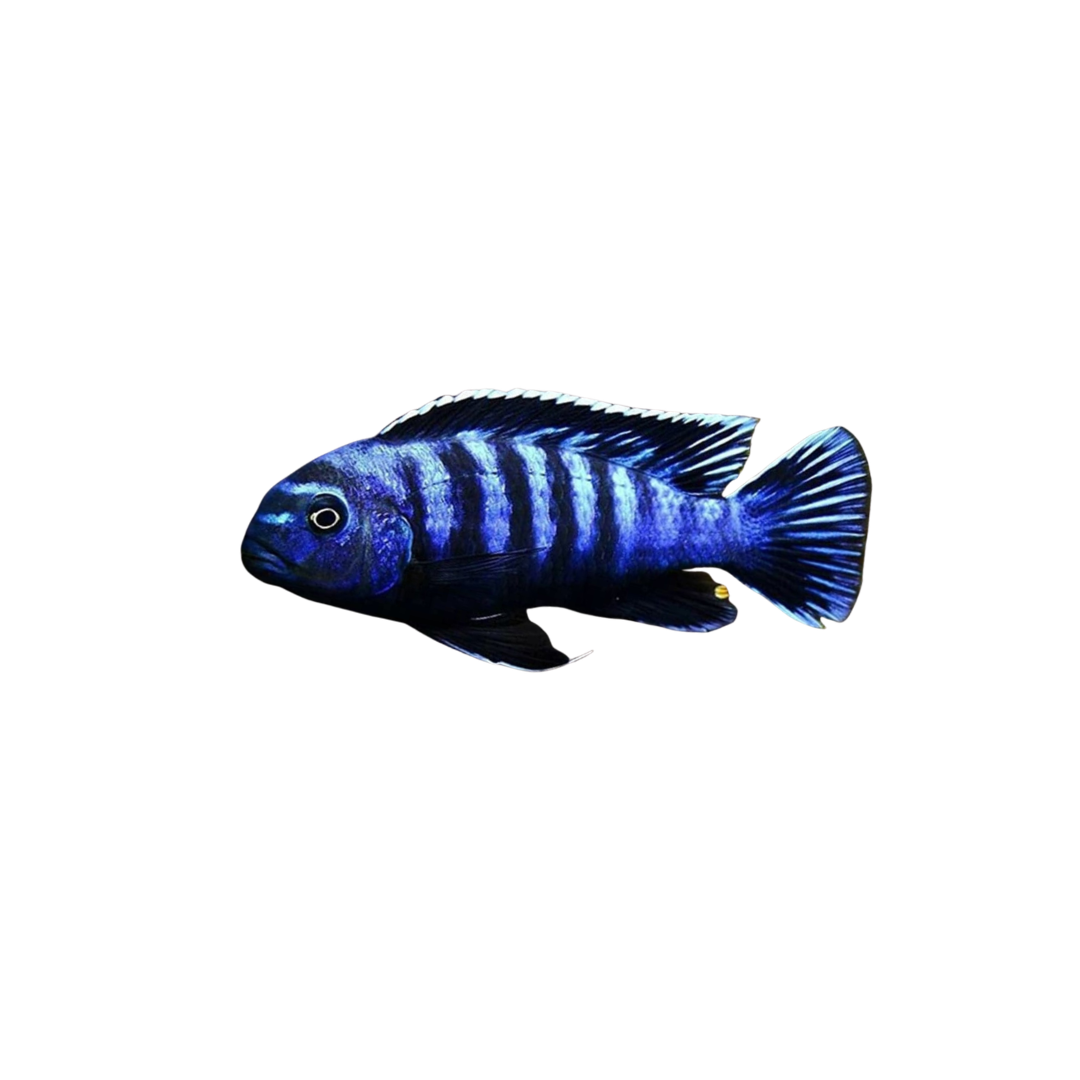 Saulosi Cichlid - 4cm (Pseudotropheus saulosi) (Live Fish)