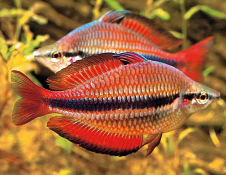Goyder River Rainbowfish (Melanotaenia trifasciata) (4cm) - Home Bred