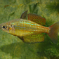 Malanda Gold Rainbowfish 'William's Creek' (Melanotaenia malanda gold) (3cm) - Home Bred