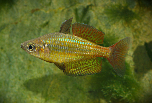 Malanda Gold Rainbowfish 'William's Creek' (Melanotaenia malanda gold) (3cm) - Home Bred