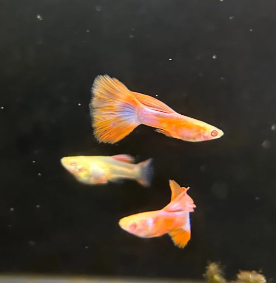 Albino Two Tone Guppy