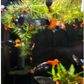 Red Tail Platinum Guppy - Local Bred