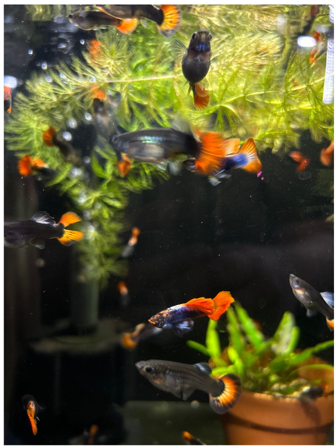 Red Tail Platinum Guppy - Local Bred