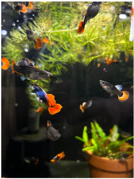 Red Tail Platinum Guppy - Local Bred