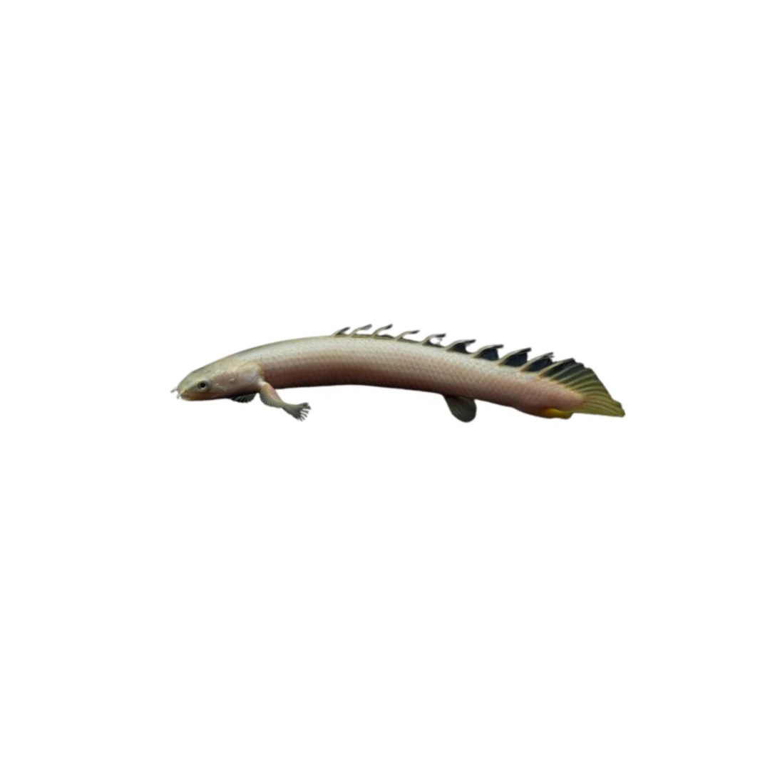 Senegal Bichir (Polypterus senegalus) (Live Fish)