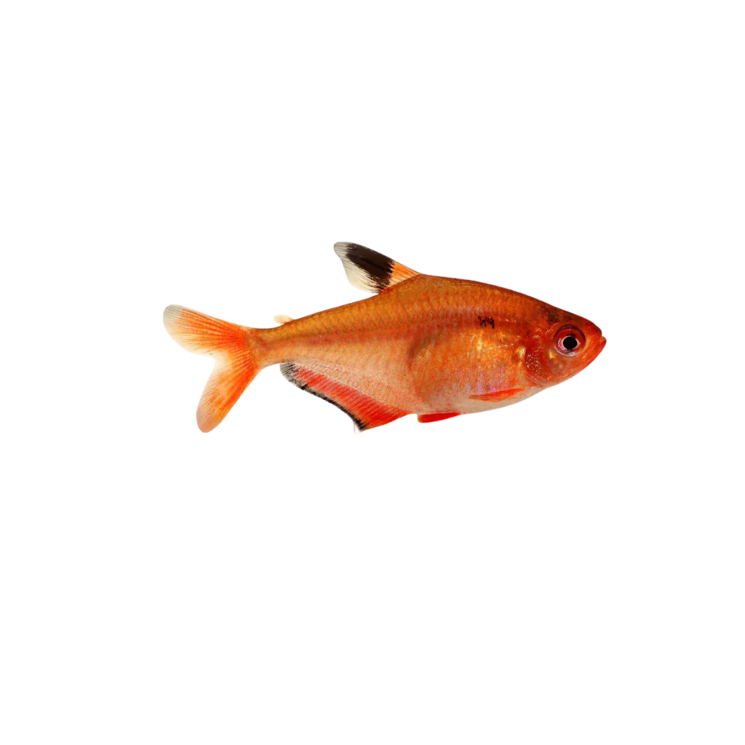 Serpae Tetra - 3.5cm (Hyphessobrycon eques) (Live Fish)