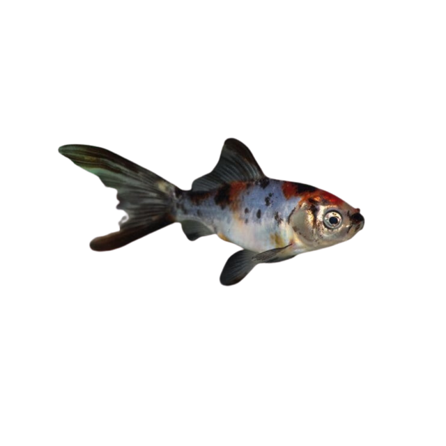 Shubunkin Goldfish