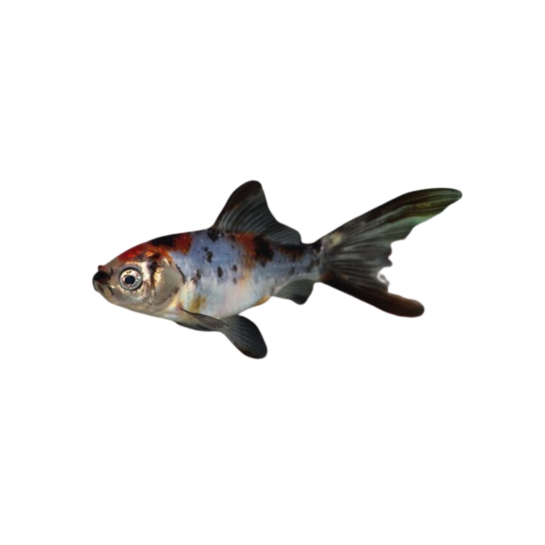 Shubunkin Goldfish - 7cm (Carassius auratus) (Live Fish)