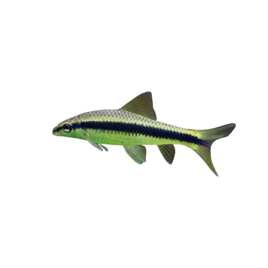 Siamese Algae Eater - 5cm (Crossocheilus oblongus) (Live Fish)