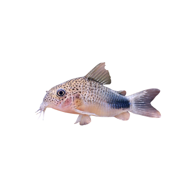 Similis Corydoras (Live Fish)